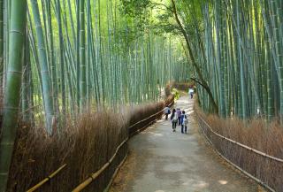 Arashiyama Bambook Forest, Kyoto