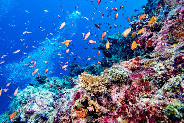 Coral Reefs of the Maldives