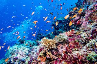 Coral Reefs of the Maldives