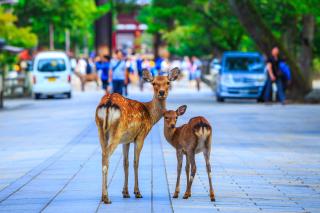 Friendly Deer in Nara
