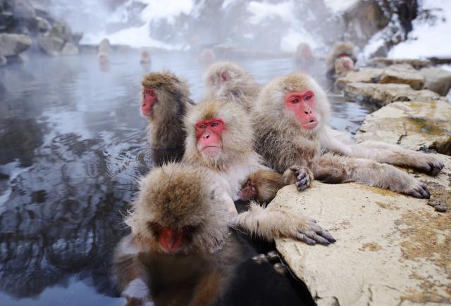 Jigokudani Snow Monkeys