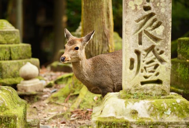 Nara Deer Park