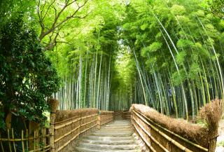 Arashiyama Bamboo Forest, Kyoto