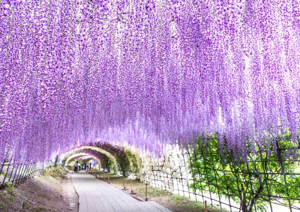 Wisteria Tunnel in Kawachi Fuji Garden