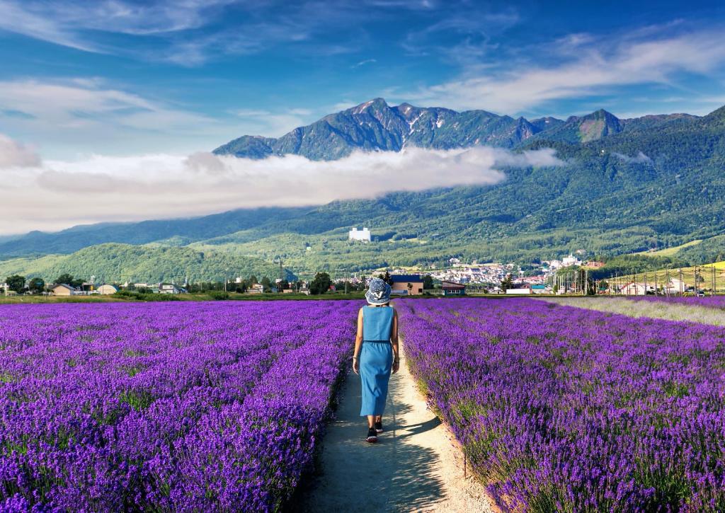 Furano’s lavender field