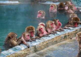 Snow monkeys enjoying Yunokawa’s onsen