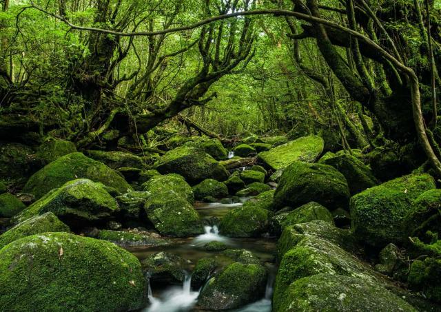 The forests of Yakushima