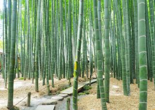 Bamboo forest, Hokokuji temple