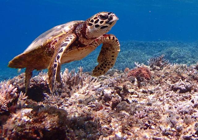 Snorkelling with sea turtles at Aka beach