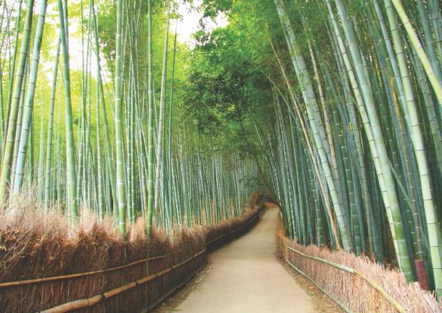 Arashiyama, Kyoto’s Bamboo Forest