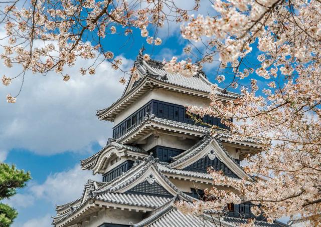 Matsumoto Castle in bloom