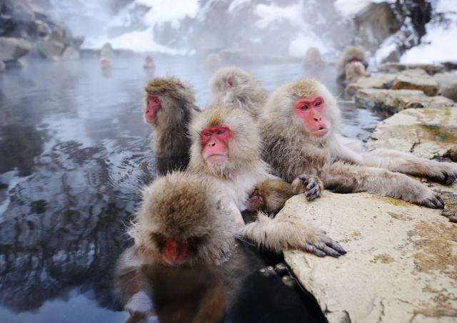 Snow monkeys bathing in hot springs at Jigokudani Park