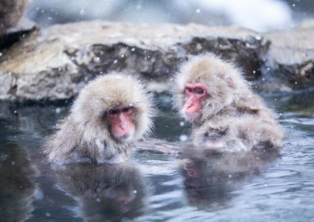 Snow monkeys bathing in hot springs at Jigokudani Park, Shibu Onsen