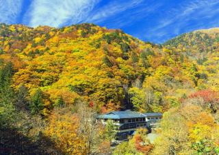 Forests of Izu-kogen in autumn