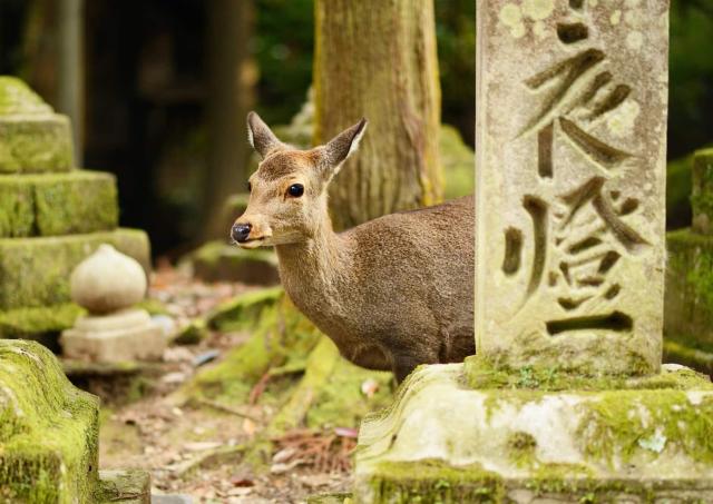 Deer at Kasugataisha Shrine , Nara