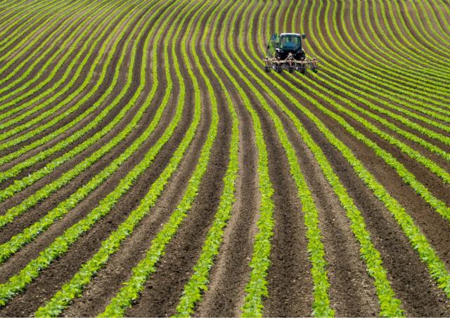 Soy bean farm, Niseko