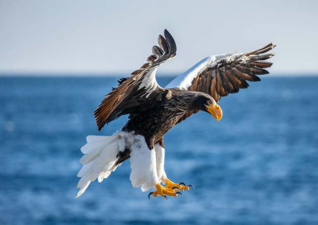 Steller's sea eagle in Shiretoko National Park