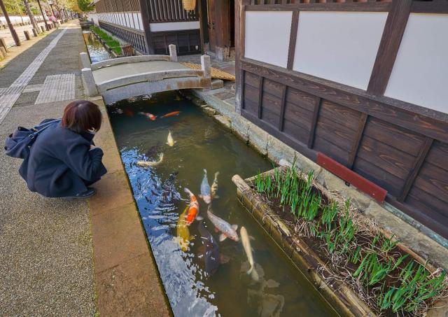 Carp on Tonomachi Street, Tsuwano