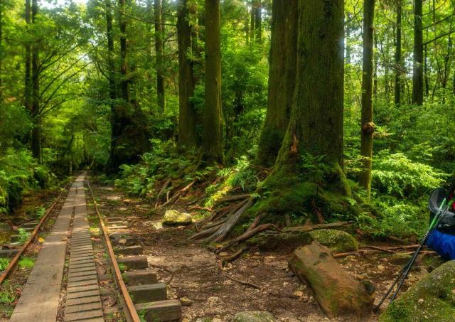 Yakushima Forest