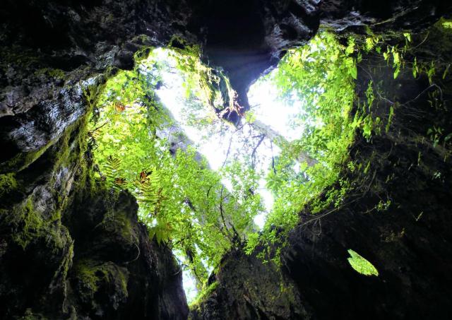 Wilson's Stump, Yakushima