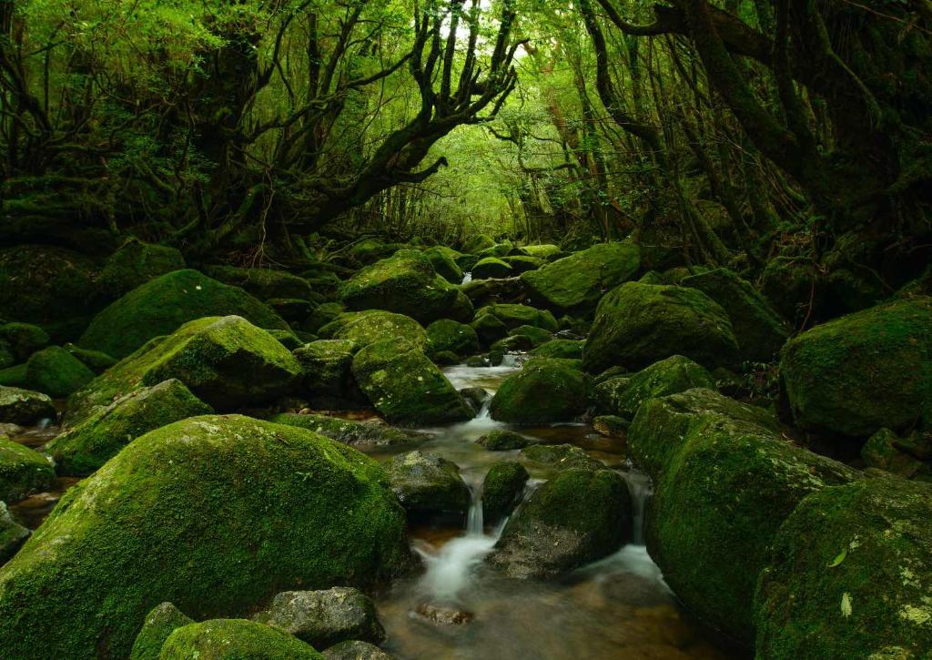 Yakushima Forest