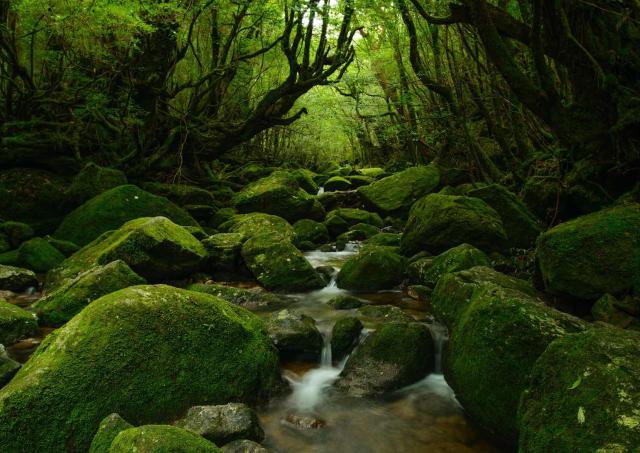 Yakushima Forest