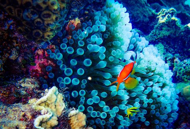 Coral reef in Okinawa