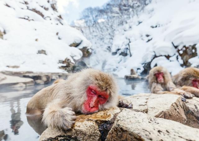 Bathing snow monkeys of Nagano