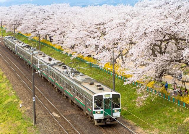 train in Japan during Sakura