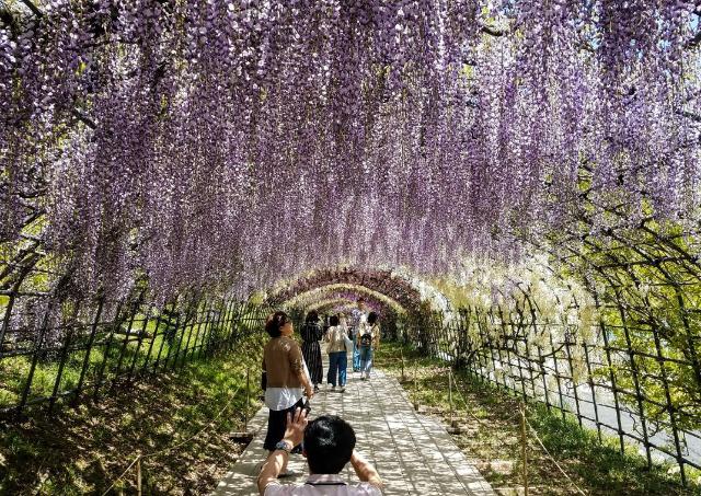 One of the wisteria tunnels in Kawachi Garden
