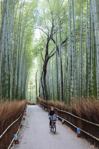 Arashiyama Bamboo Forest
