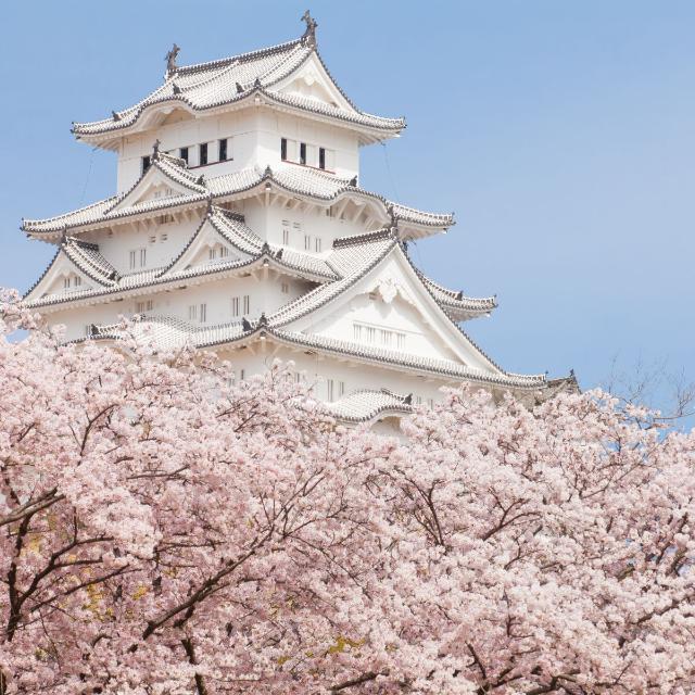 Himeji Castle with Cherry Blossom