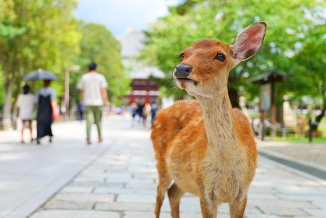 Friendly Deer in Nara