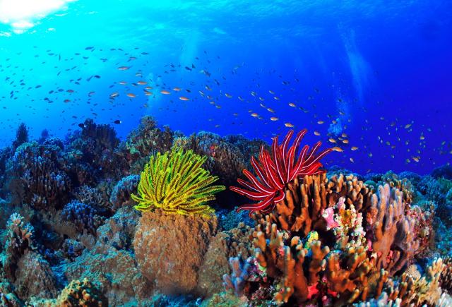 Coral reef in Okinawa